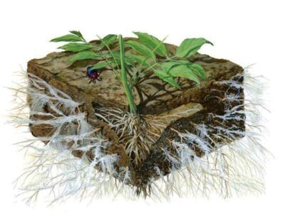 How to Grow Your Soil with Mycorrhizae and Beneficial Bacteria (Video) Image